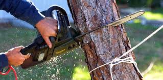 How Our Tree Care Process Works  in Pompano Beach, FL